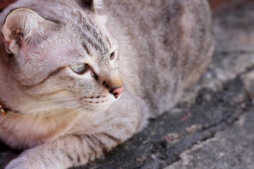 Australian Mist relaxing on the ground