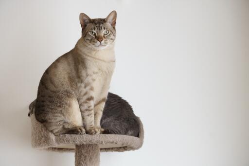 Australian Mist cat sitting on a cat tree