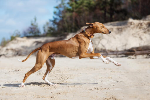 Athletic Azawakh dog running on a beach