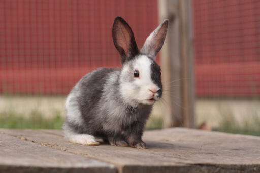 Baby Harlequin Rabbit sitting on a wooden platform.