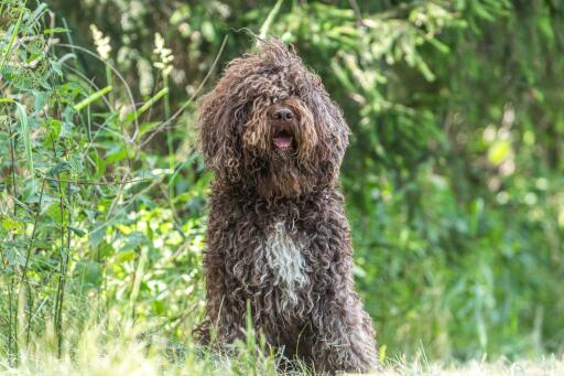 barbet dog with a lovely curly coat out in the countryside
