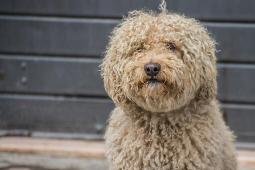 Barbet dog with a golden curly coat sitting awaiting instruction