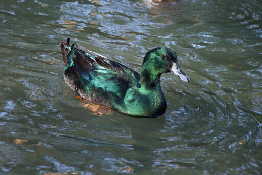 Black East Indian duck on the water