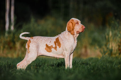 is the bracco italiano rare