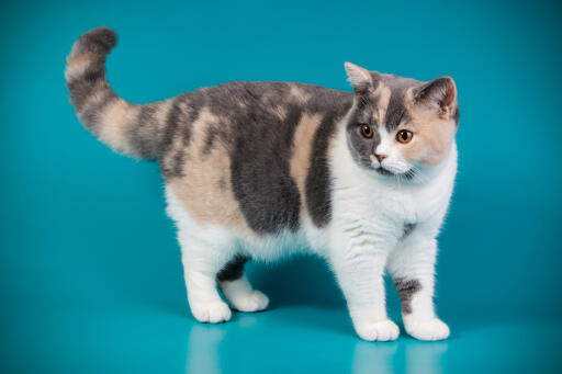 British shorthair tortie cat against a blue background