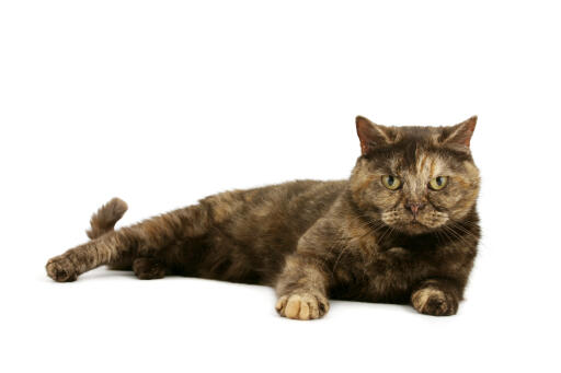 British shorthair tortie cat lying against a white background
