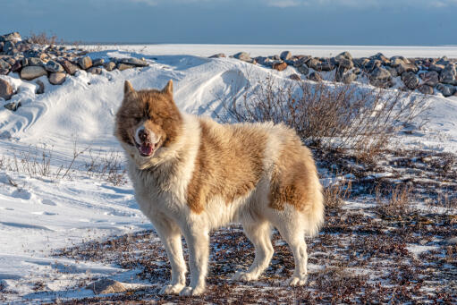 A handsome Canadian Eskimo Dog out in the wilderness