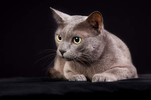 cute Korat cat lying down