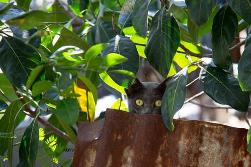 A pretty korat cat with grape green eyes