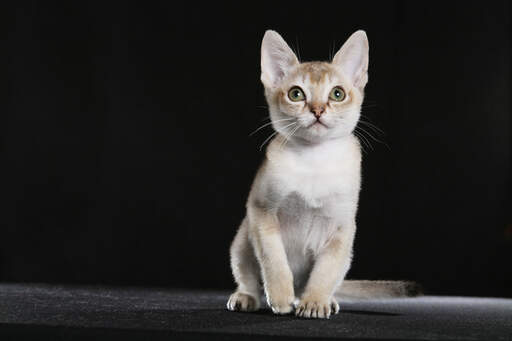 A cute alert Singapura kitten