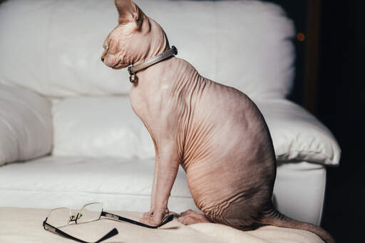 A happy Sphynx cat sitting