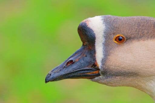 Chinese goose close up