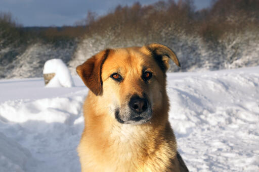 Chinook dog face close up in the snow