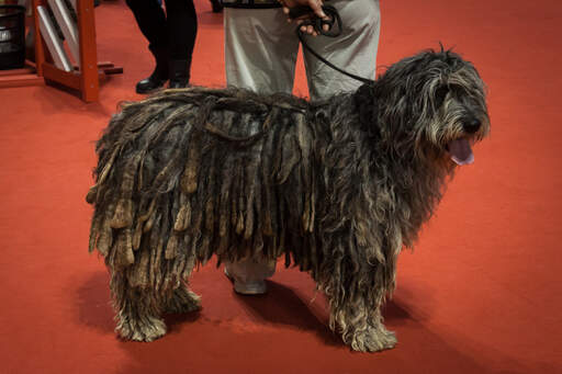 A Bergamasco showing off it's well groomed corded coat