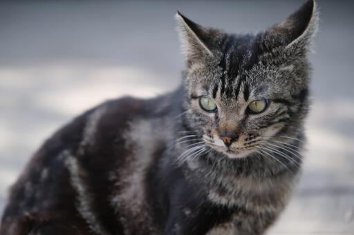 Dragon 2025 li cat