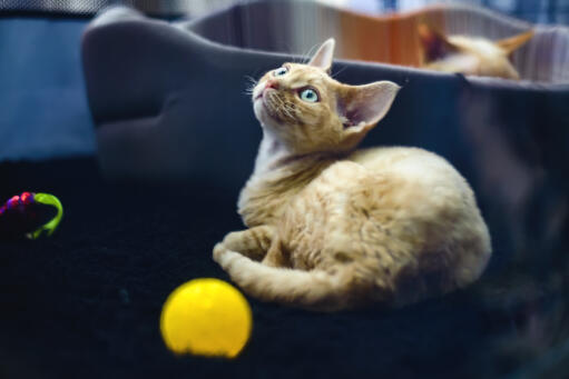 German Rex kitten with a yellow ball