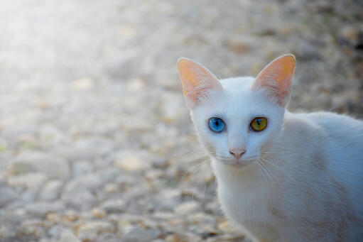 Khao Manee cat out on the road