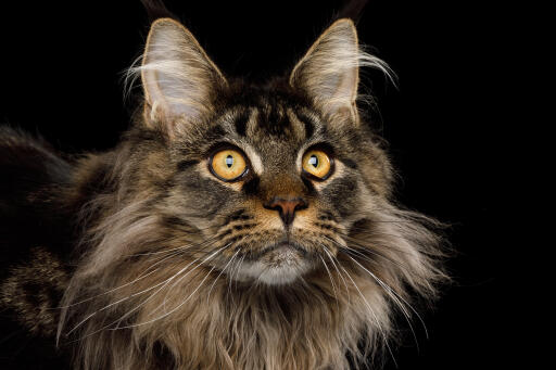 Close up of Maine Coon cat with intense expression