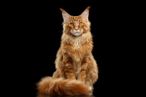 Ginger Maine Coon cat portrait sitting against a black background