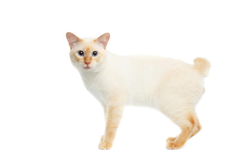 Mekong bobtail colourpoint cat against a white background