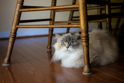 Fluffy Napoleon cat hiding under wooden chair