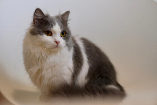 Grey and white Napoleon cat sitting comfortably