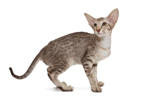 Oriental tabby cat against a white background