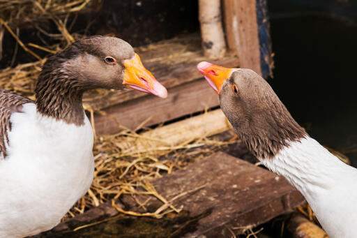 Pair of Pomeranian geese interacting