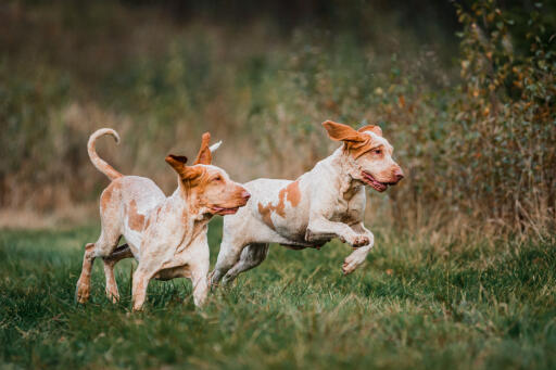 pair of Bracco Italiano dogs playing in a field