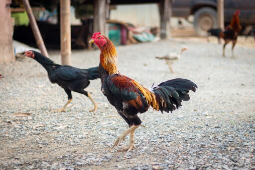 Pair of Taiwan chickens