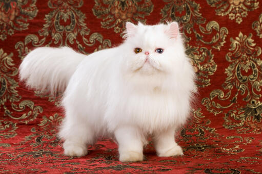 Odd-eyed Persian cat against elaborate fabric backdrop