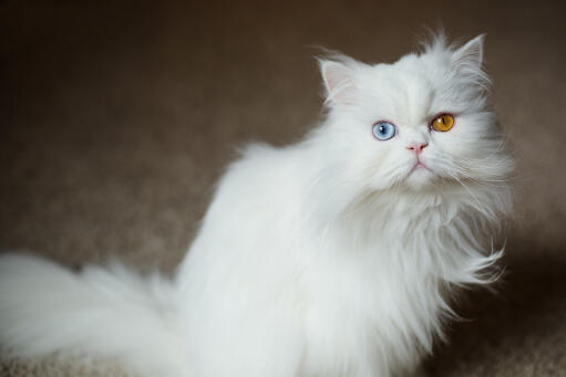 Fluffy odd-eyed Persian cat looking up