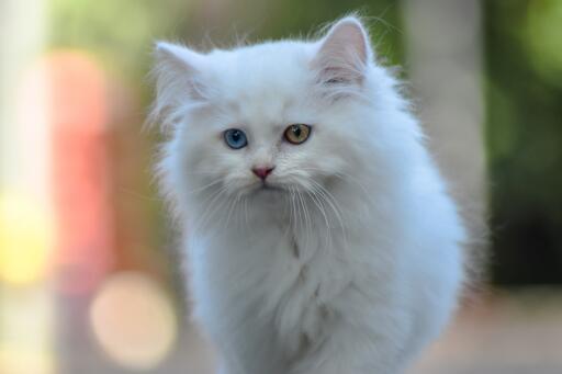 Odd-eyed Persian cat out walking