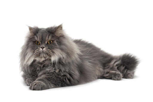 Distinguished Persian smoke cat lying against a white background