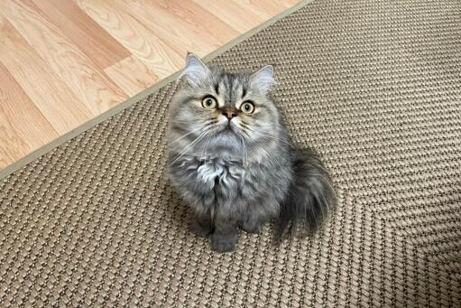 Sweet little Persian smoke cat looking up from a rug