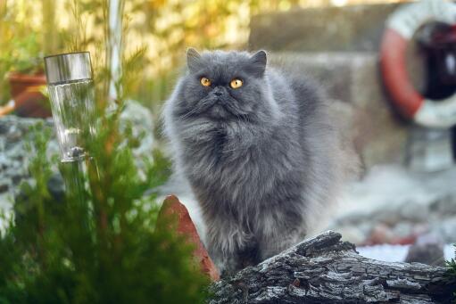 Grey Persian smoke cat out on the streets