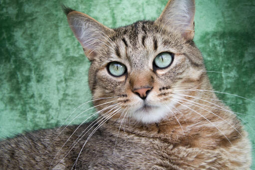 Close up of Pixie Bob cat against a green background