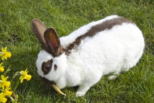 Rhinelander rabbit on the lawn