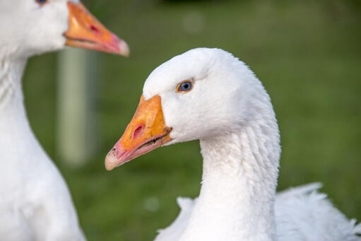 Pair of Roman geese