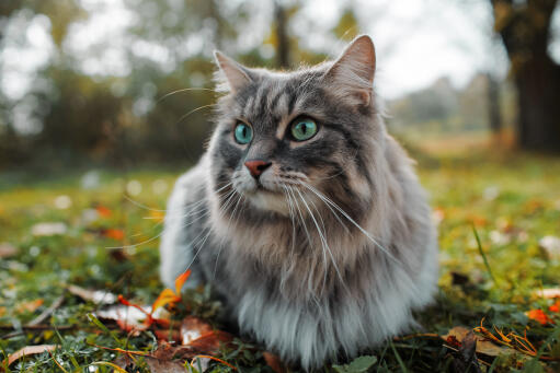 Siberian cat sitting on the grass