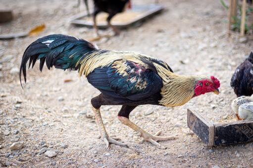 Thai game rooster pecking