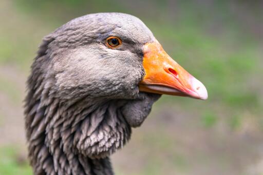 Close up of Toulouse goose