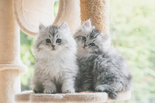 Two Silver Tabby Persian kitten sitting in a cat tree