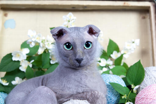 Grey Ukranian Levkoy cat with big blue eyes