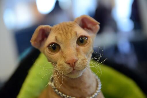 Ginger Ukranian Levkoy cat close up