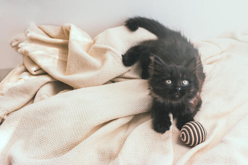 York Chocolate kitten on a blanket