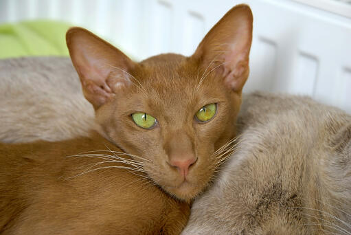 A light cinnamon Oriental cat