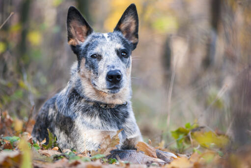 Weimaraner australian cattle dog outlet mix