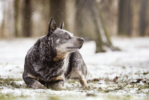 A wolfy australian cattle dog out in the snow
