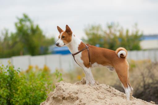 A lovely, little Basenji with a beautiful curly tail, and pointed ears